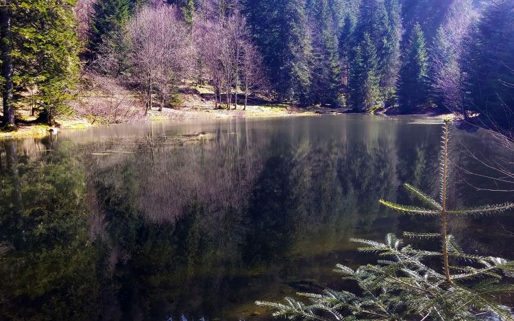 Wallpapers Nature Lakes - Ponds Etang des Vosges