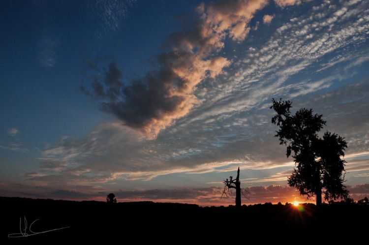 Wallpapers Nature Sunsets and sunrises Coucher de soleil sur un trs viel arbre.