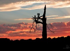  Nature Vieil arbre solitaire