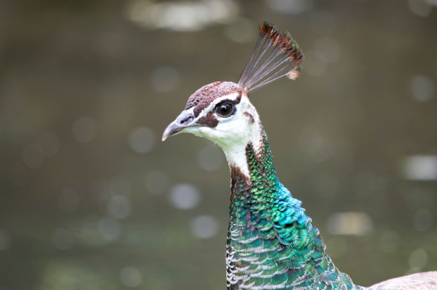 Wallpapers Animals Birds - Peacocks 