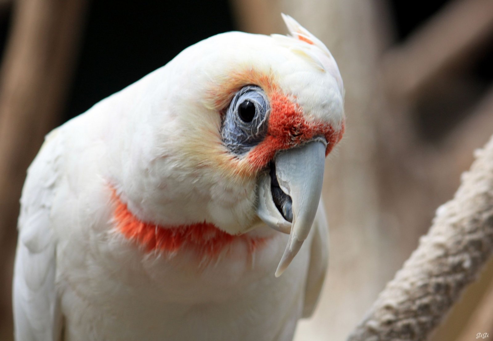 Wallpapers Animals Birds - Budgies Bonjour, toi !