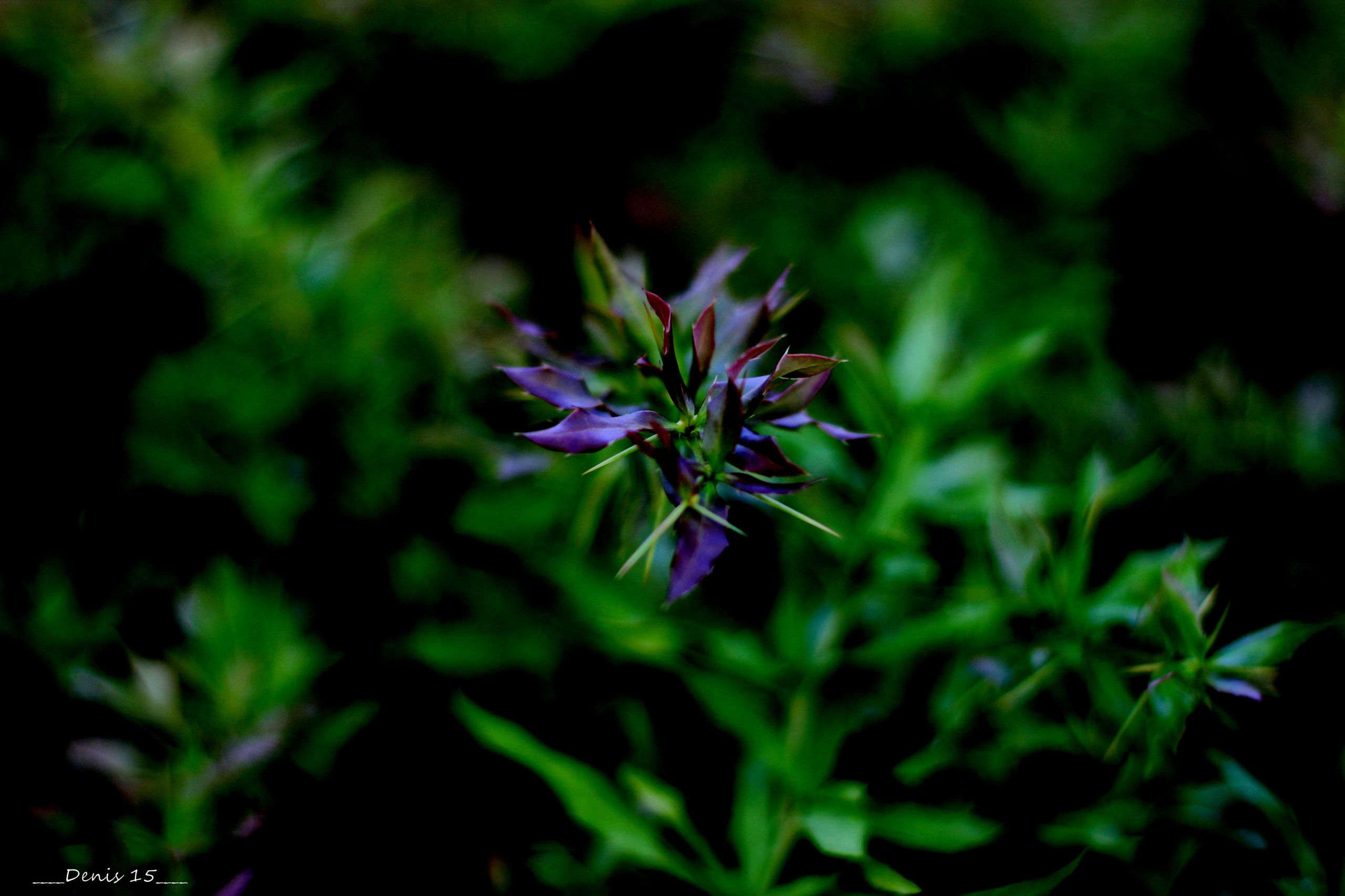 Fonds d'cran Nature Fleurs PARC BARBIEUX