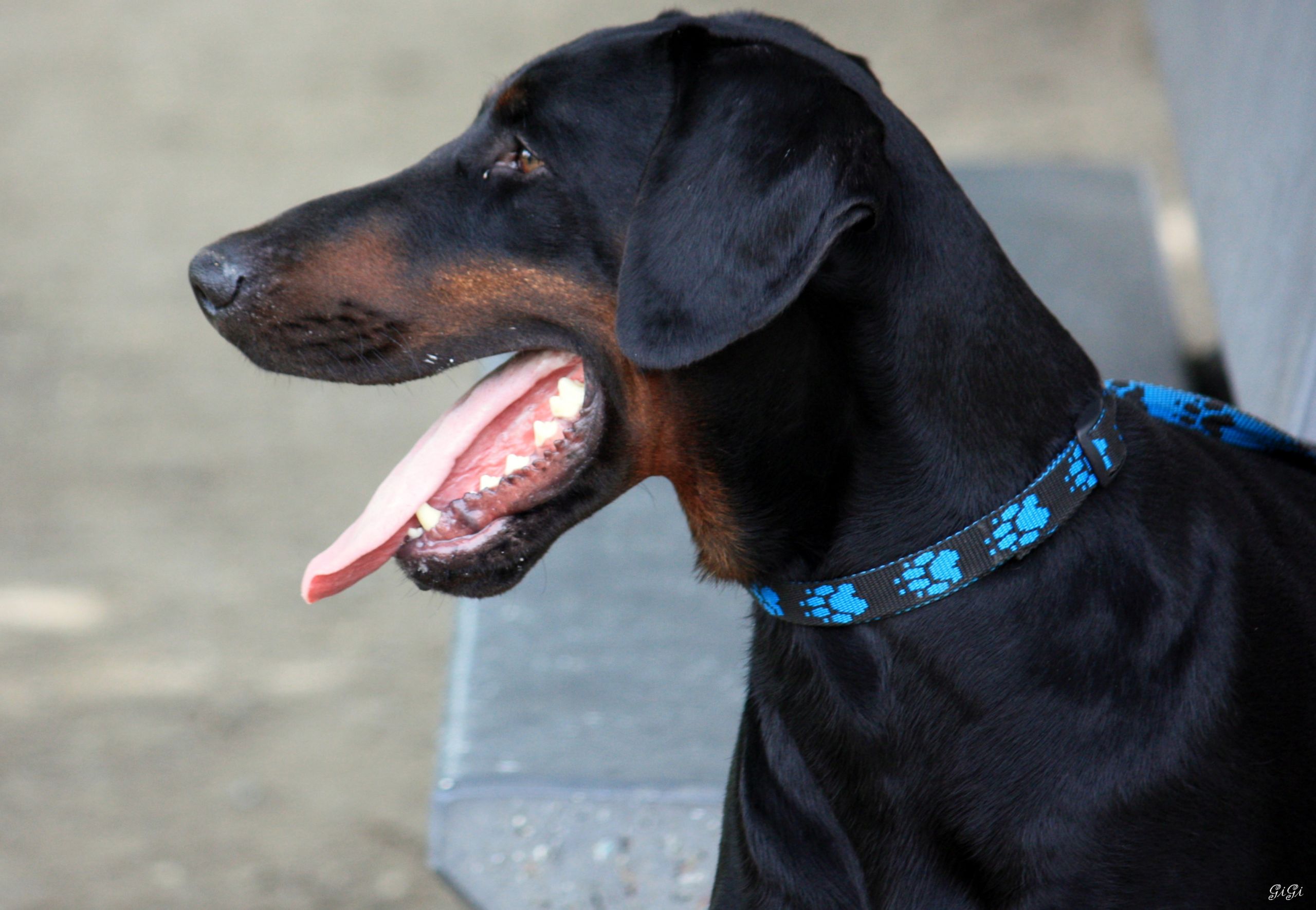 Fonds d'cran Animaux Chiens rencontre canine