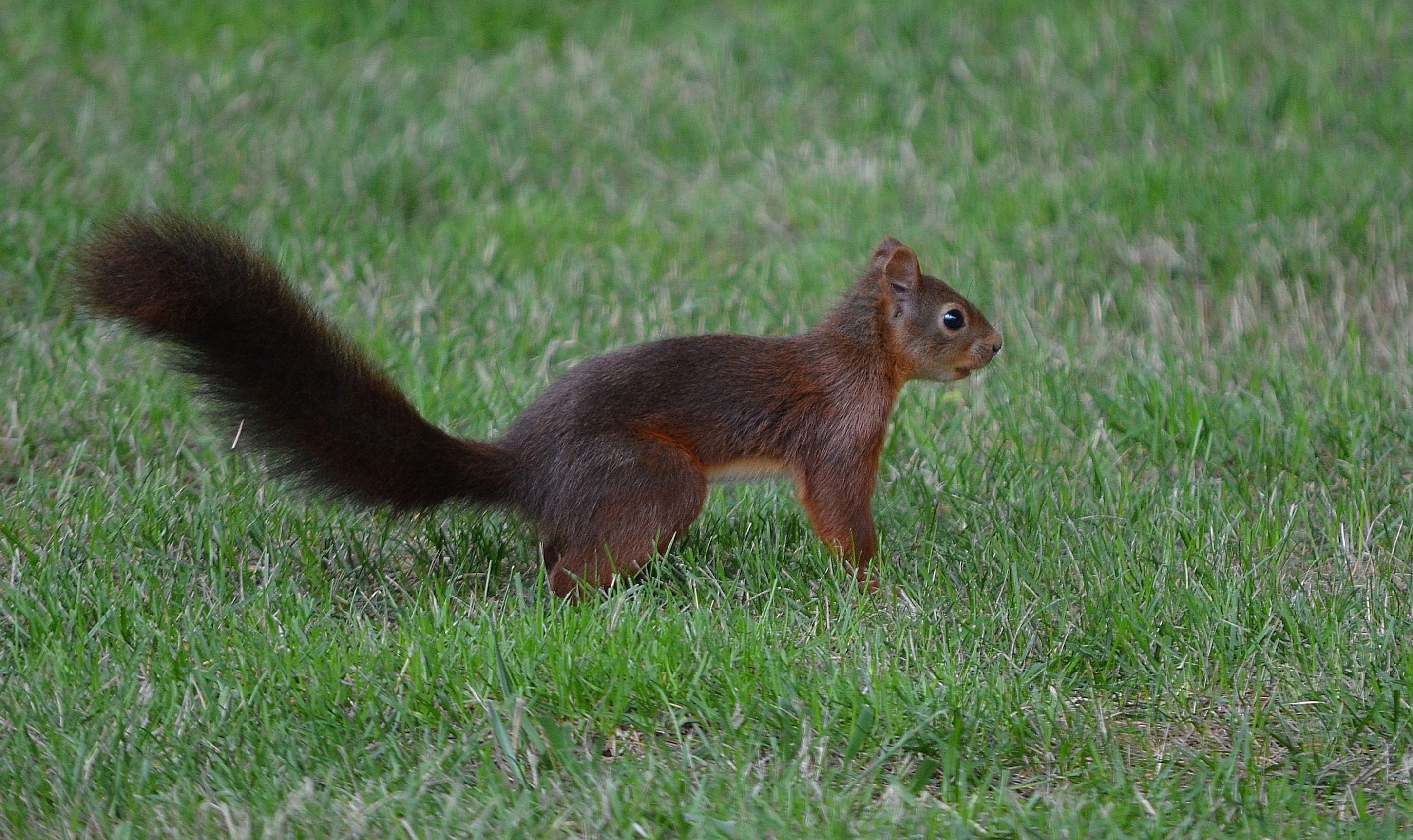 Wallpapers Animals Rodents - Squirrels Ecureuil 