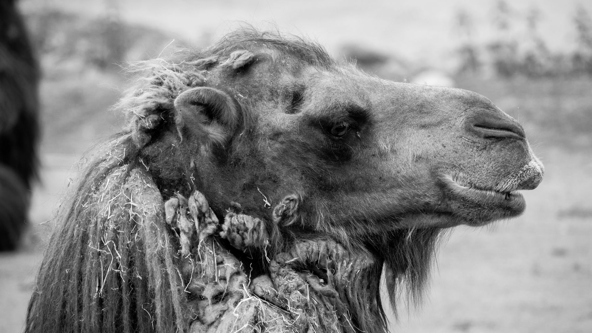 Wallpapers Animals Dromedaries - Camels 