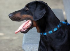  Animaux rencontre canine