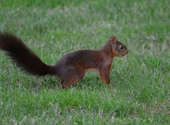  Animaux Ecureuil 