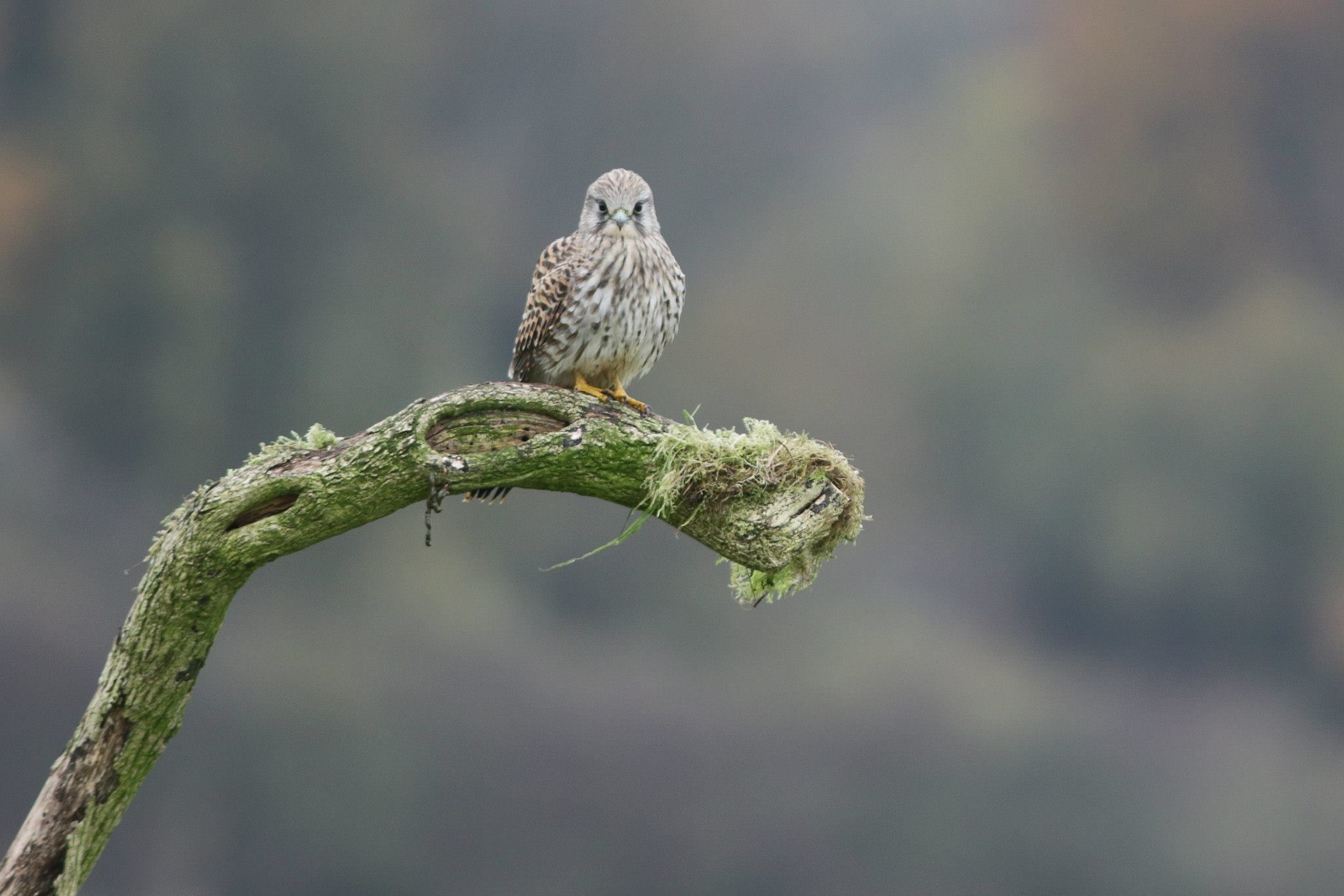 Fonds d'cran Animaux Oiseaux - Divers 