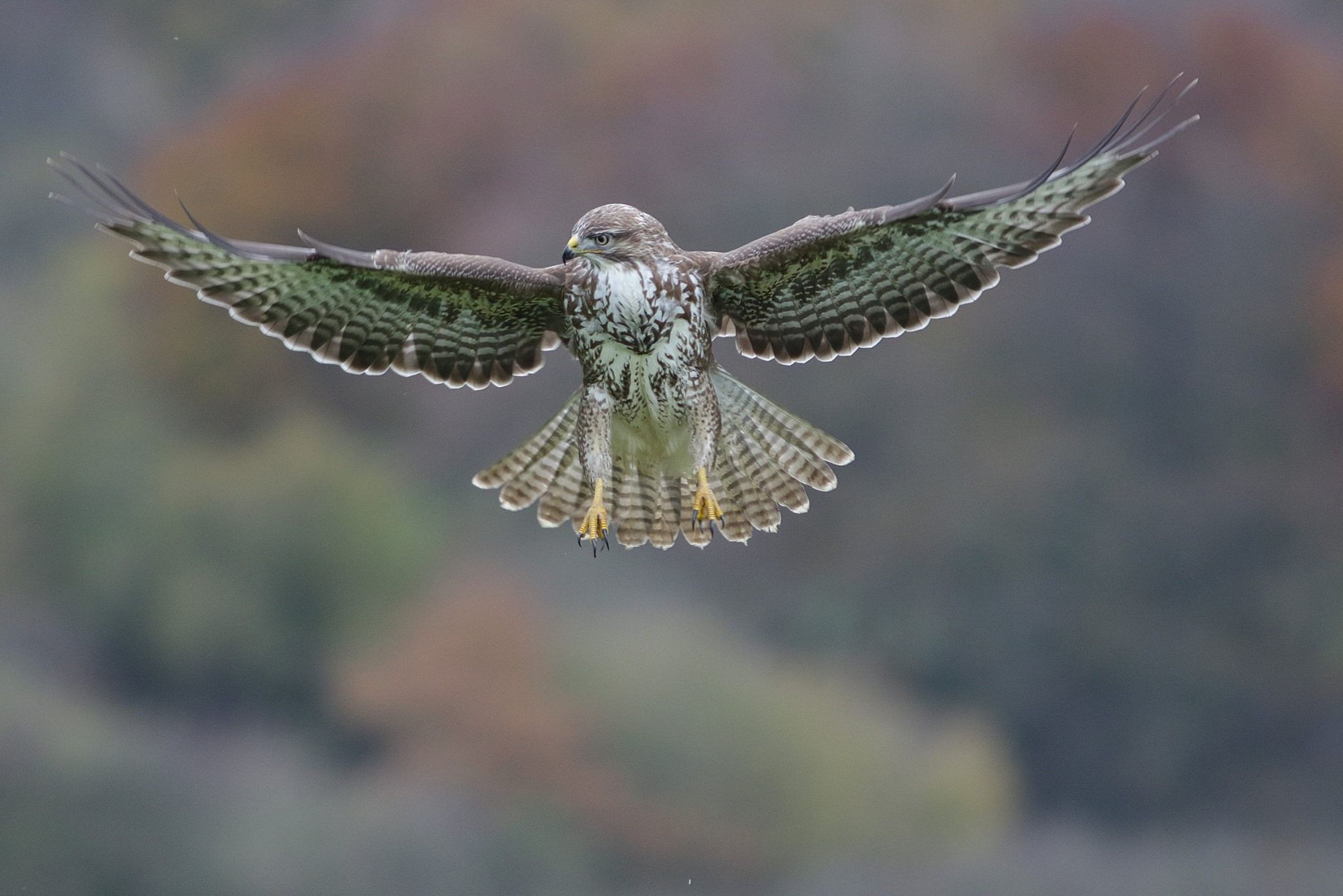 Wallpapers Animals Birds - Raptors 