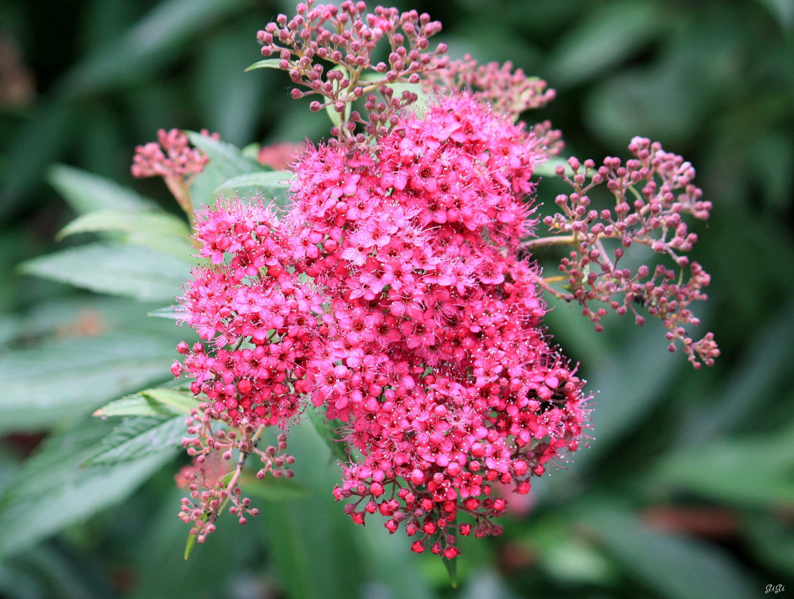 Fonds d'cran Nature Fleurs Les fleurs du jour...