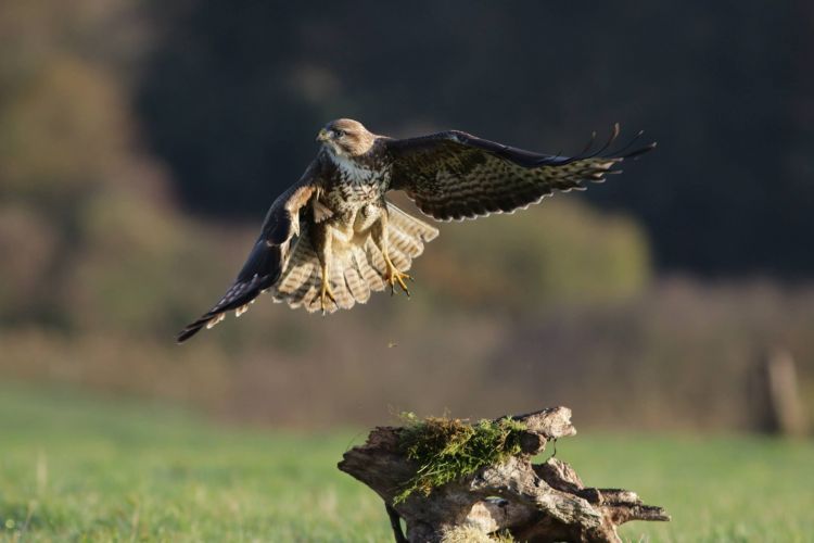 Fonds d'cran Animaux Oiseaux - Rapaces divers Wallpaper N414289