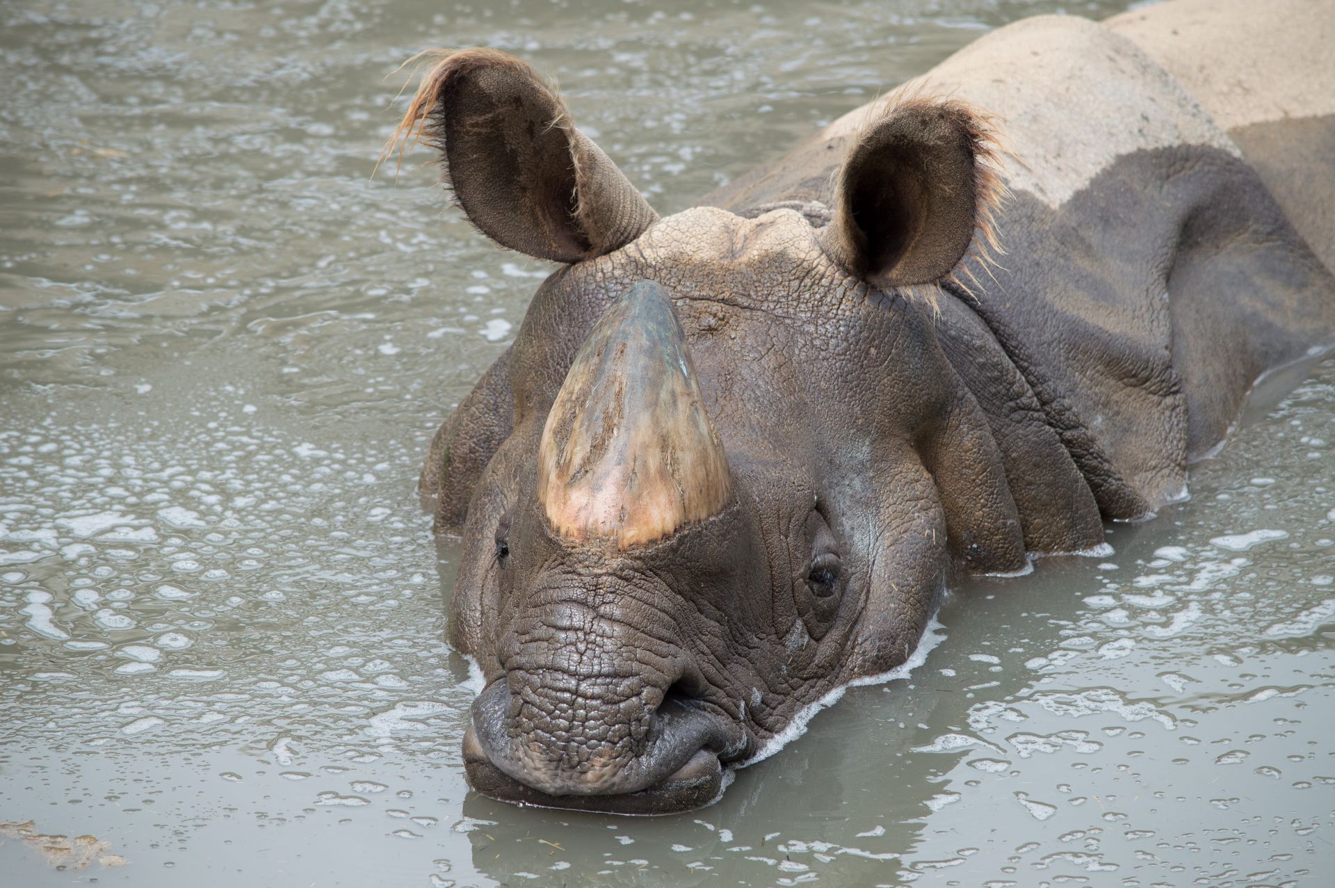 Fonds d'cran Animaux Rhinocros 