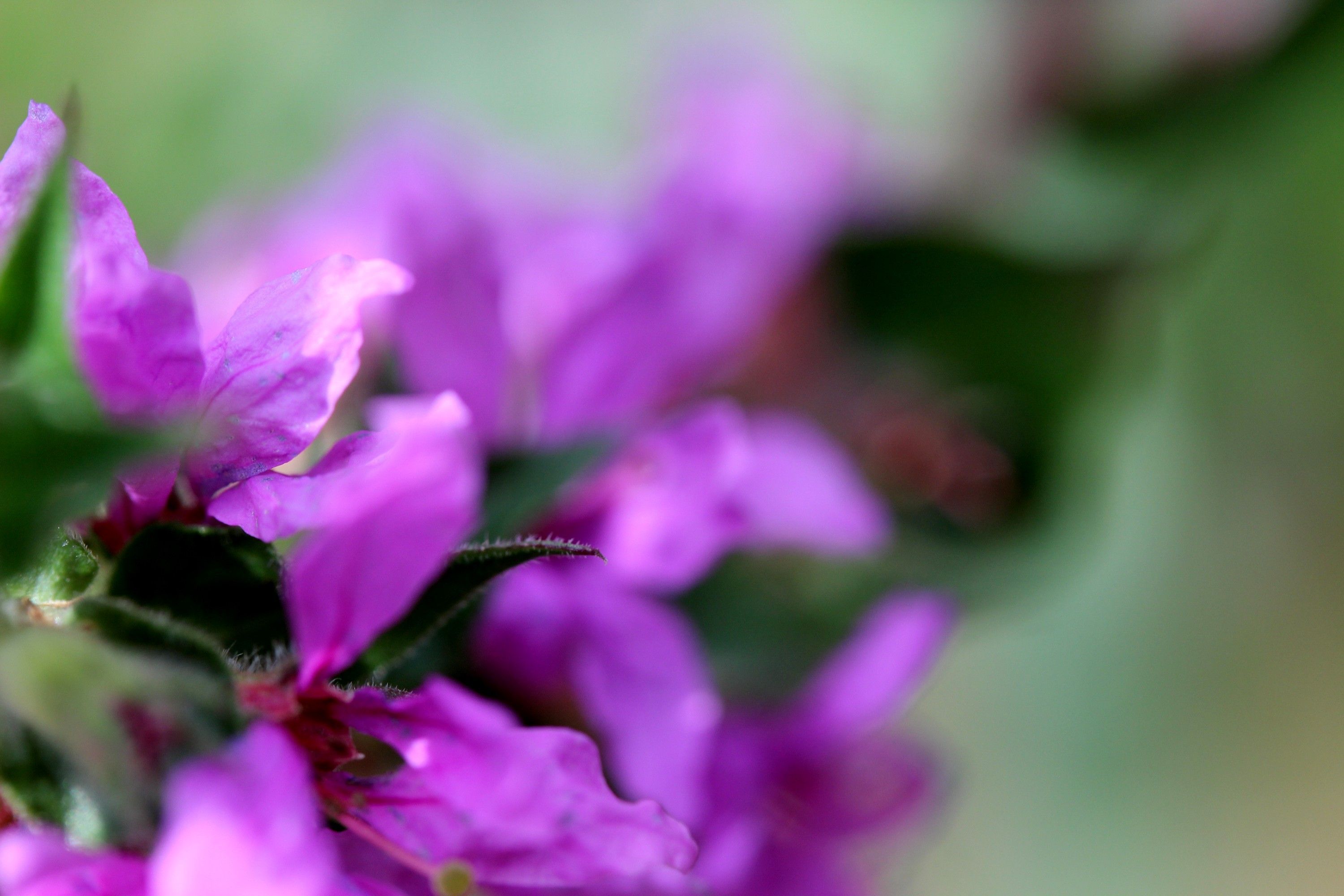 Fonds d'cran Nature Fleurs 