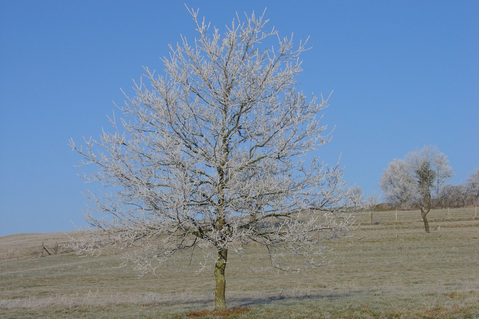 Fonds d'cran Nature Saisons - Hiver 