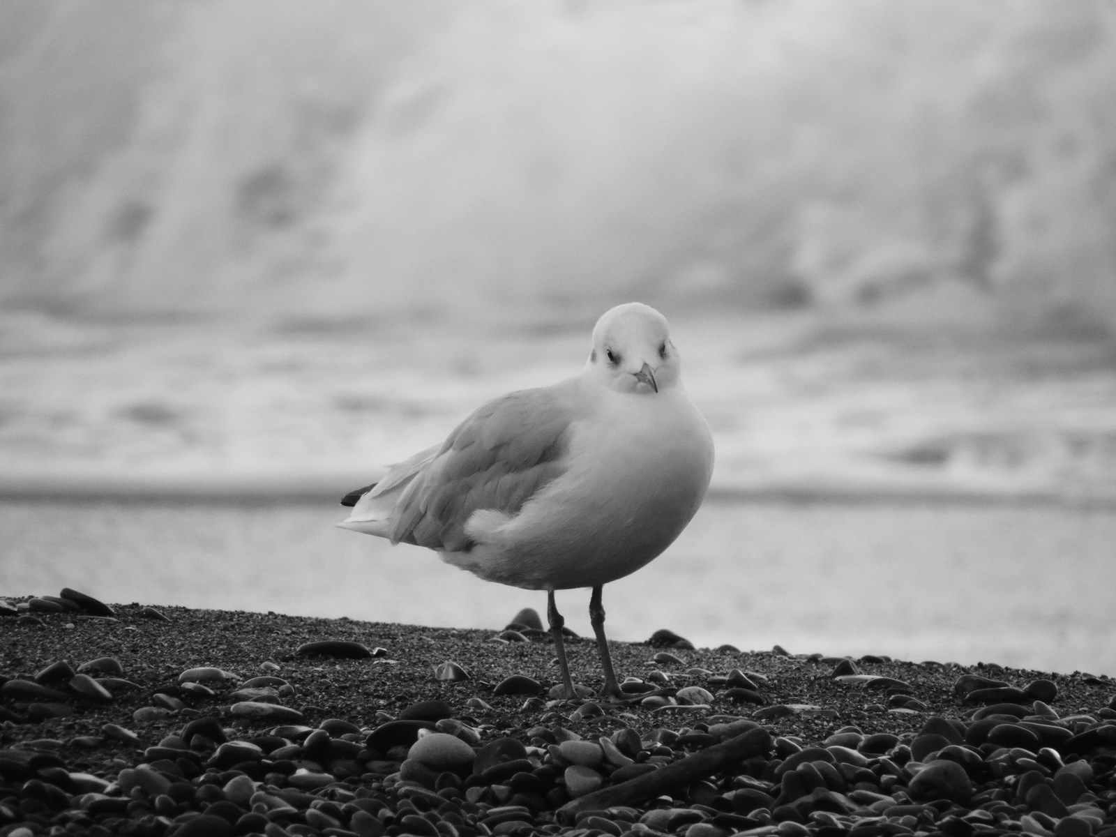 Fonds d'cran Animaux Oiseaux - Mouettes et Golands 