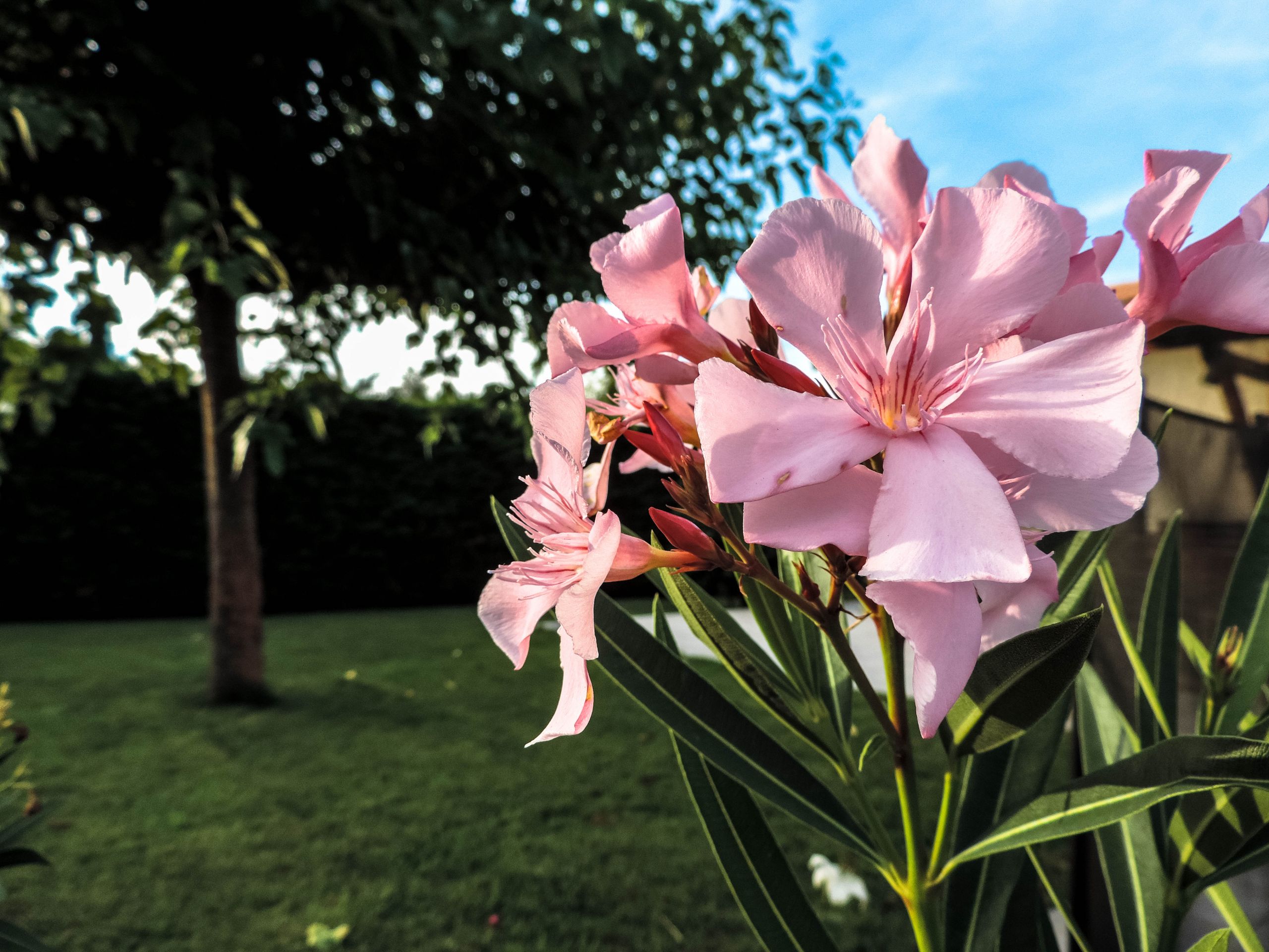 Fonds d'cran Nature Fleurs 