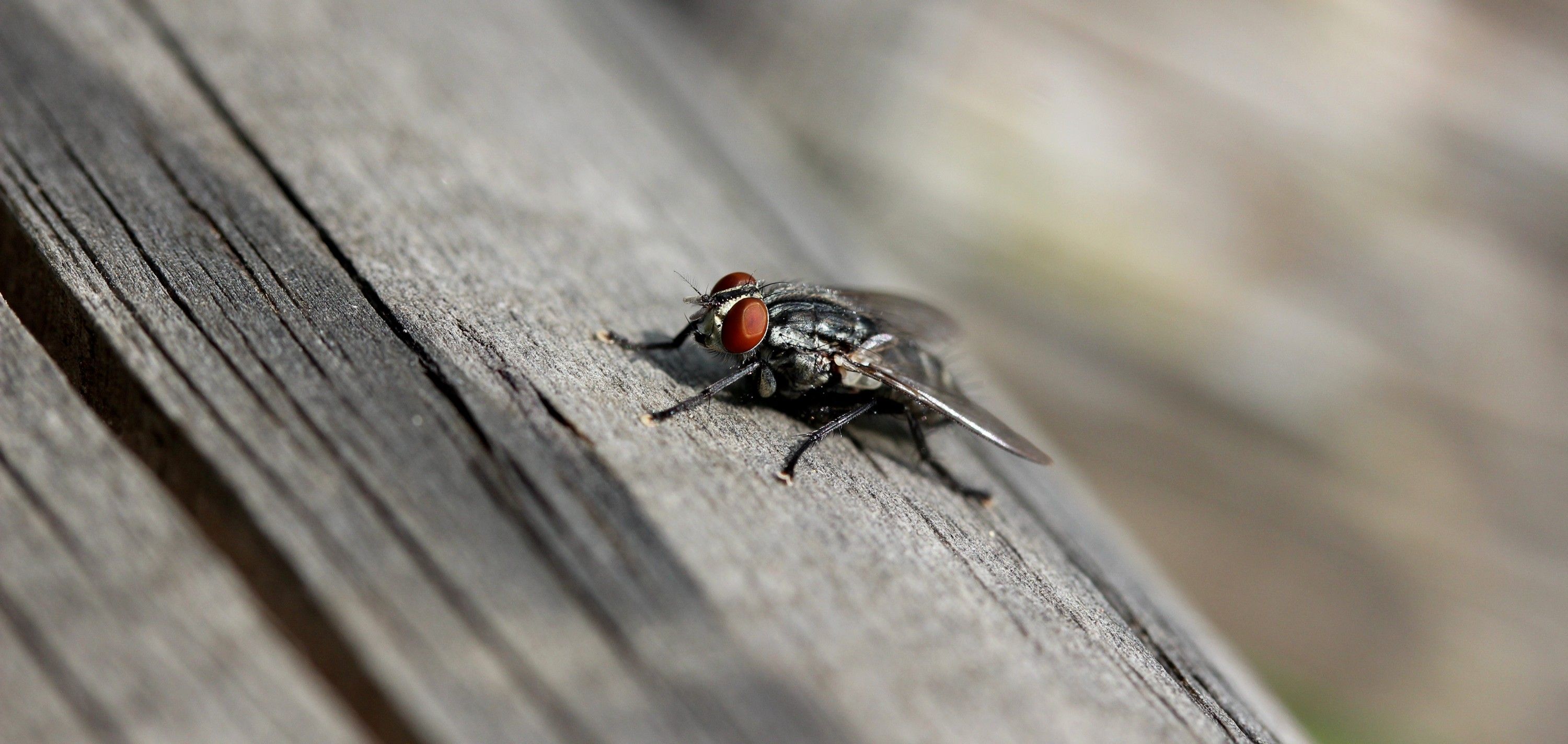 Fonds d'cran Animaux Insectes - Mouches 