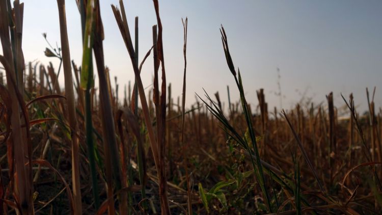 Fonds d'cran Nature Herbes Grass