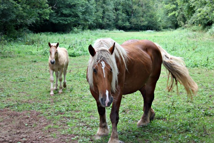 Fonds d'cran Animaux Chevaux Wallpaper N414404