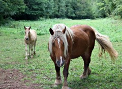  Animaux Image sans titre N414404