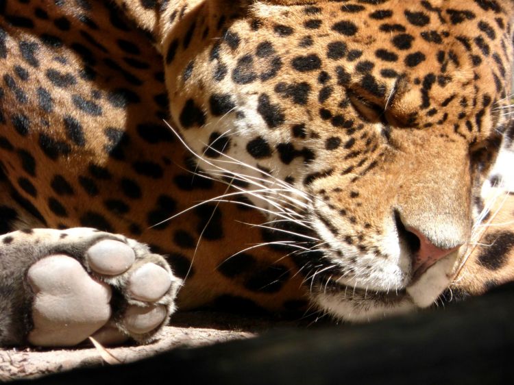 Wallpapers Animals Felines - Jaguars Félin endormi