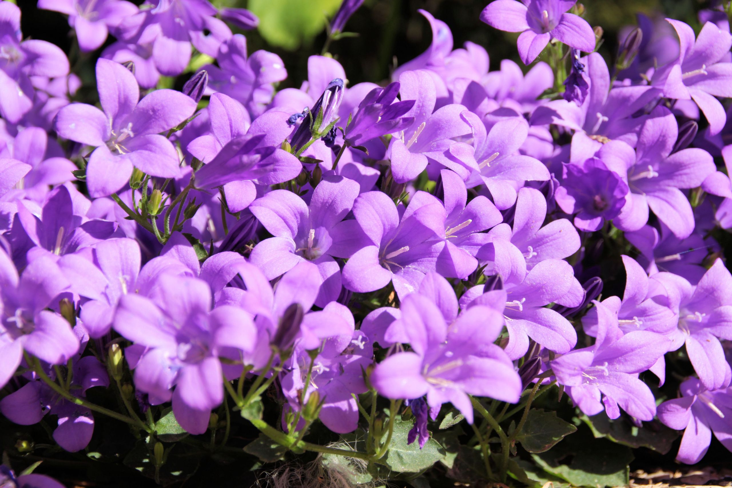 Fonds d'cran Nature Fleurs 