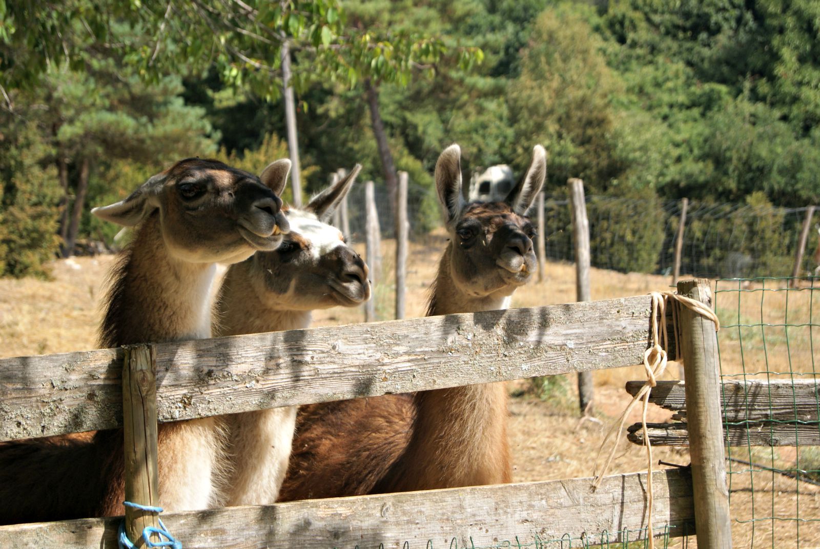 Fonds d'cran Animaux Lamas - Alpagas 