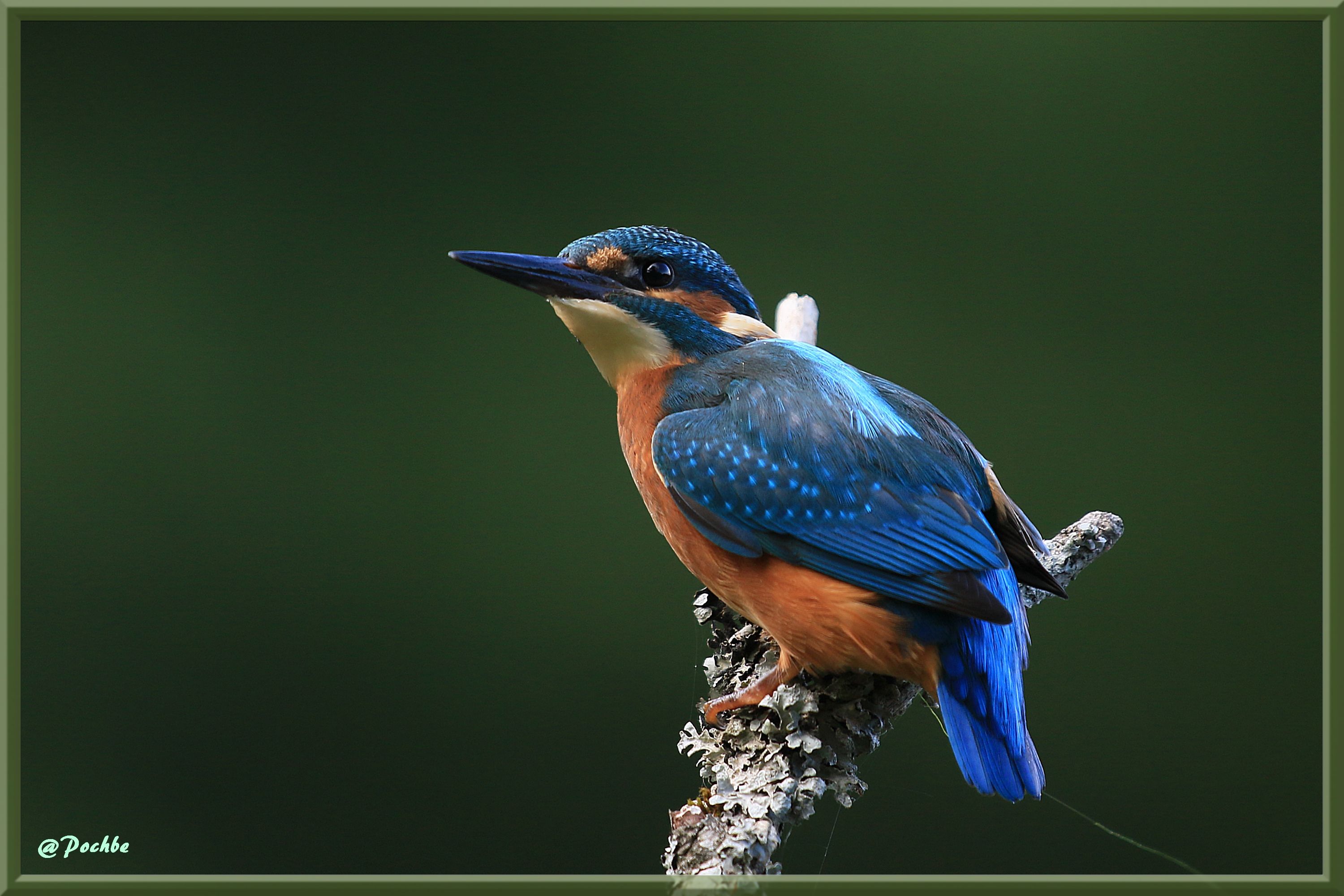 Fonds d'cran Animaux Oiseaux - Martins-pcheurs 