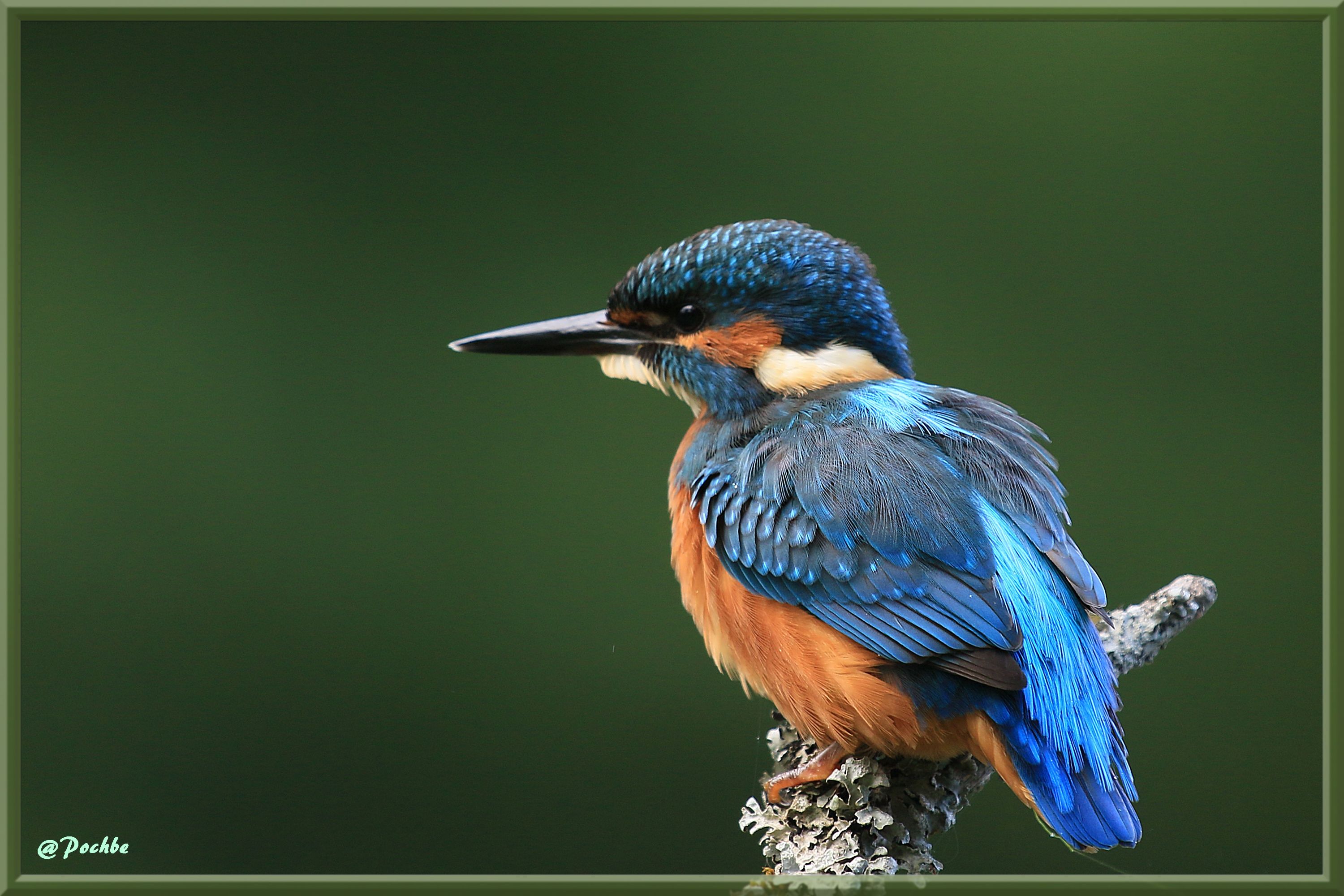 Fonds d'cran Animaux Oiseaux - Martins-pcheurs 