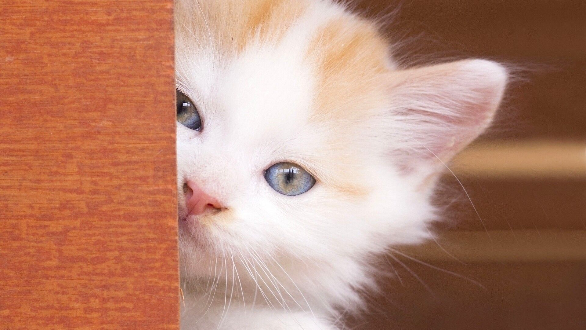 Wallpapers Animals Cats - Kittens 