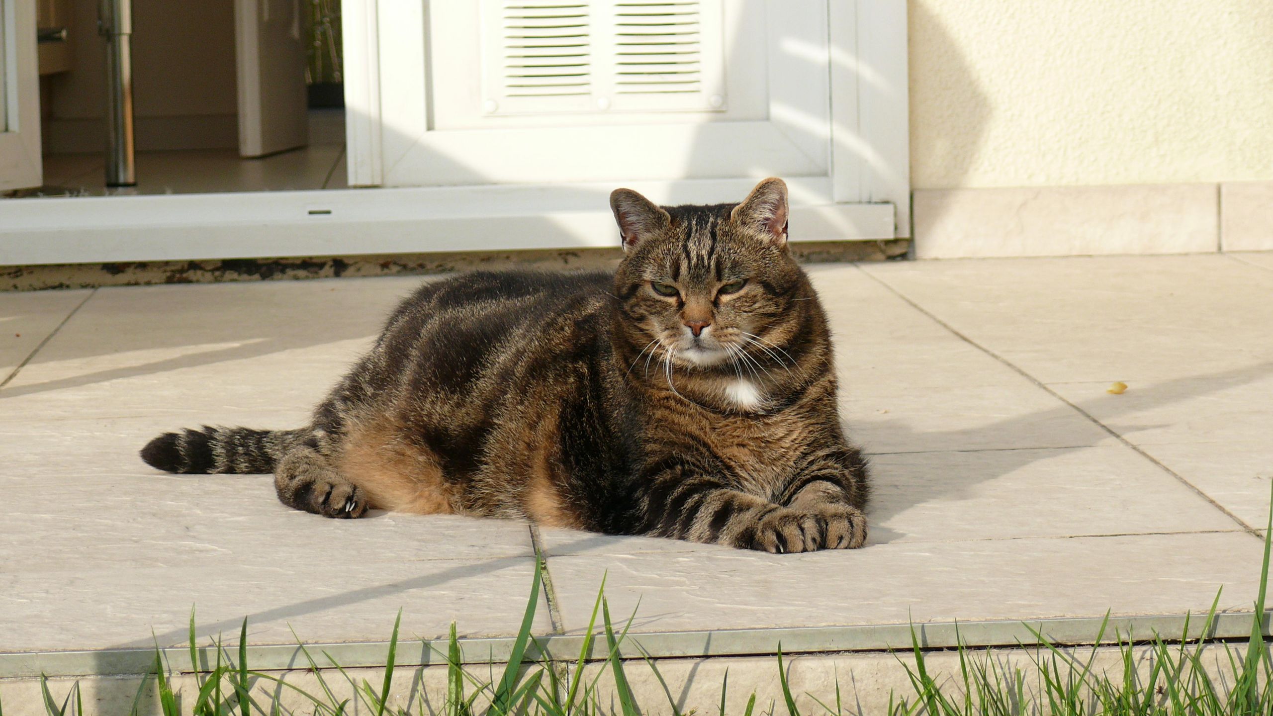 Fonds d'cran Animaux Chats - Chatons 