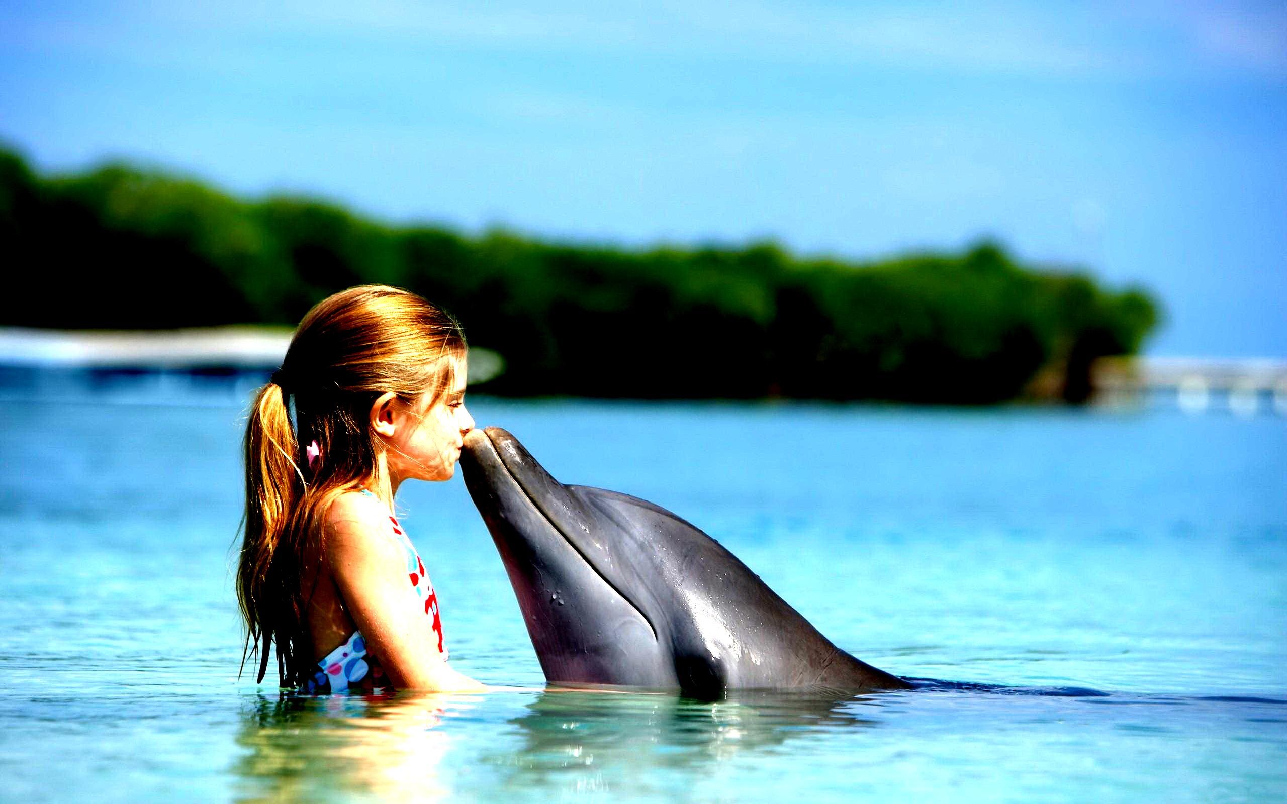 Fonds d'cran Animaux Vie marine - Dauphins 