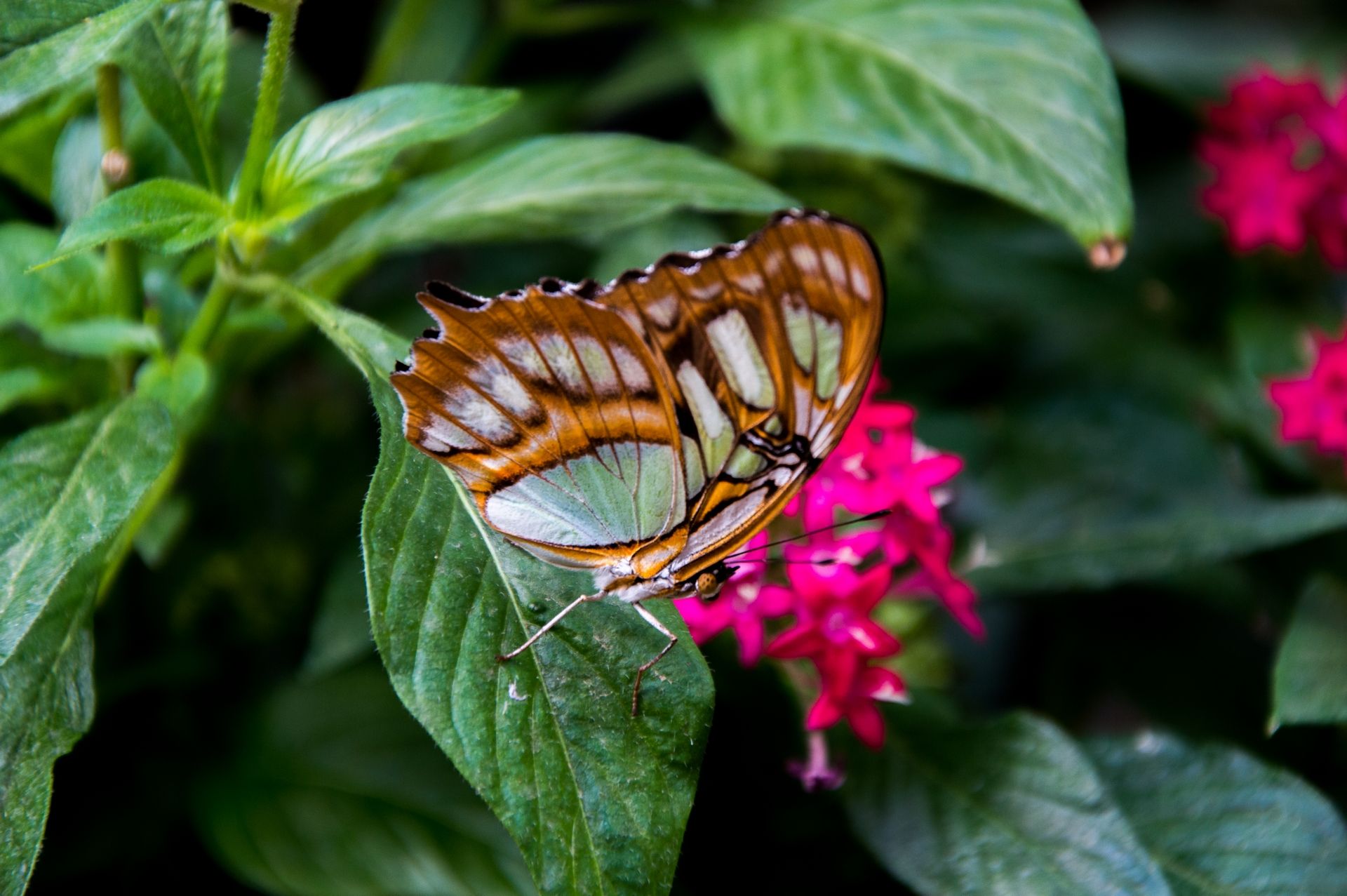 Wallpapers Animals Insects - Butterflies 