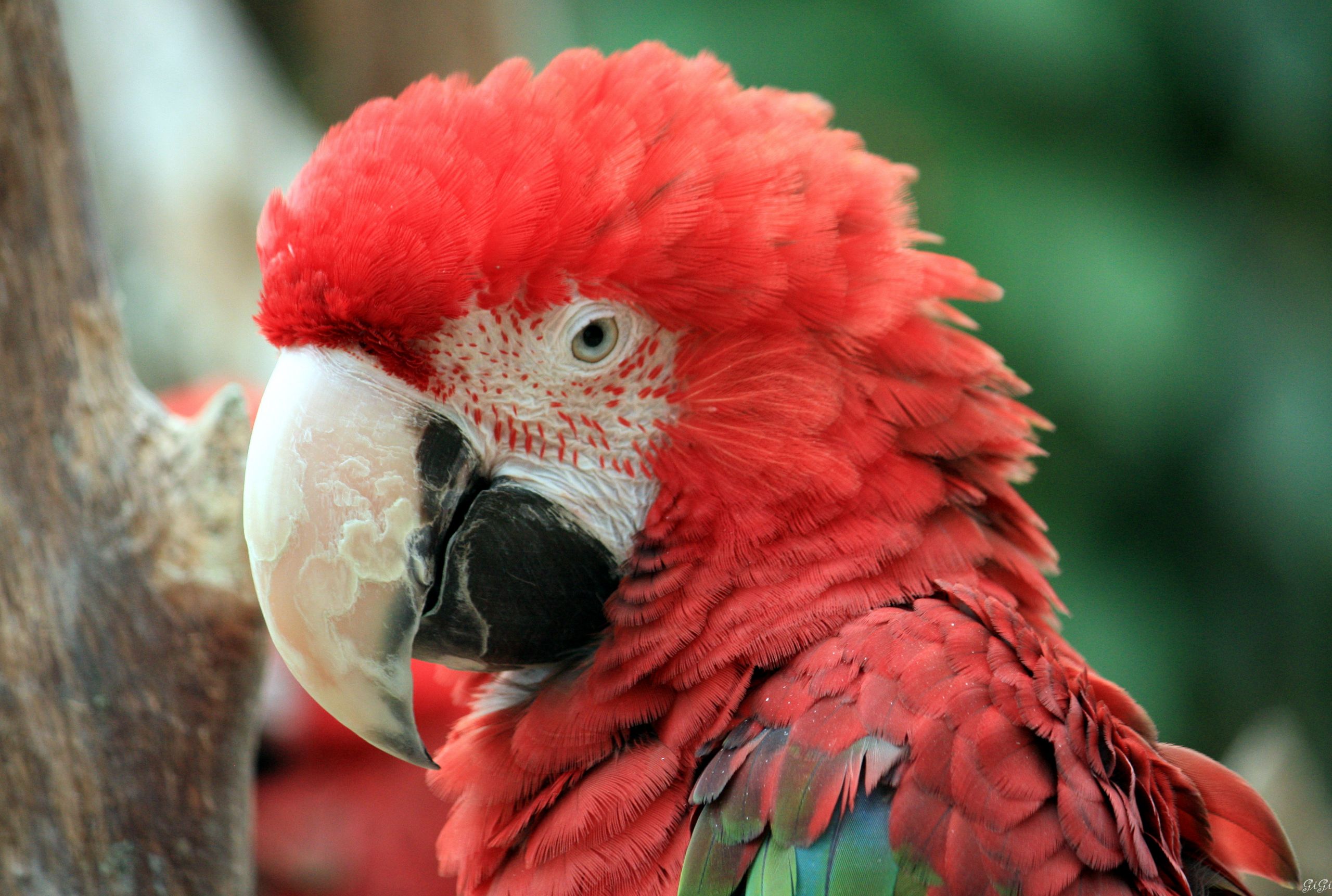 Fonds d'cran Animaux Oiseaux - Perroquets Mon meilleur profil !!!