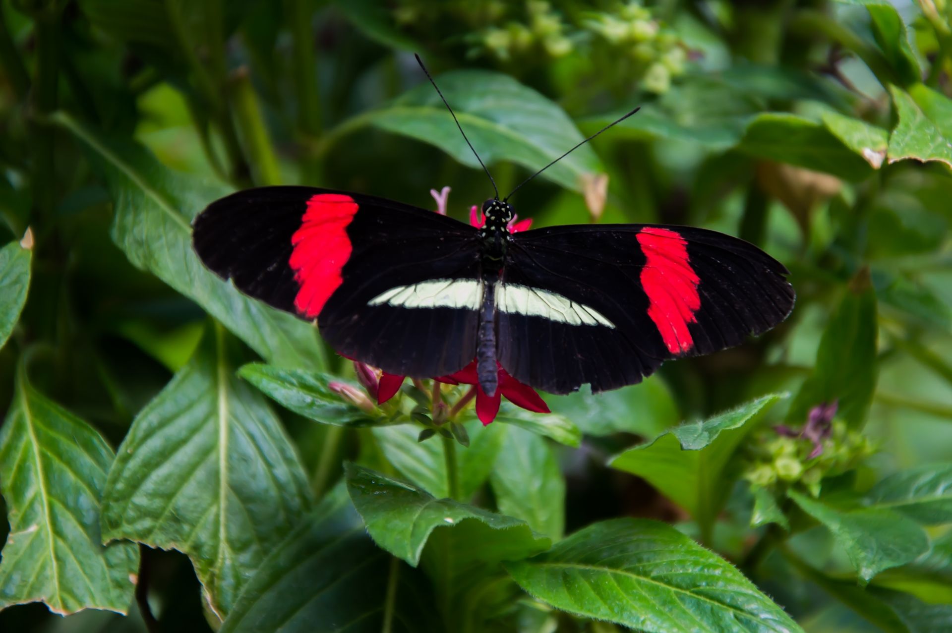 Fonds d'cran Animaux Insectes - Papillons 