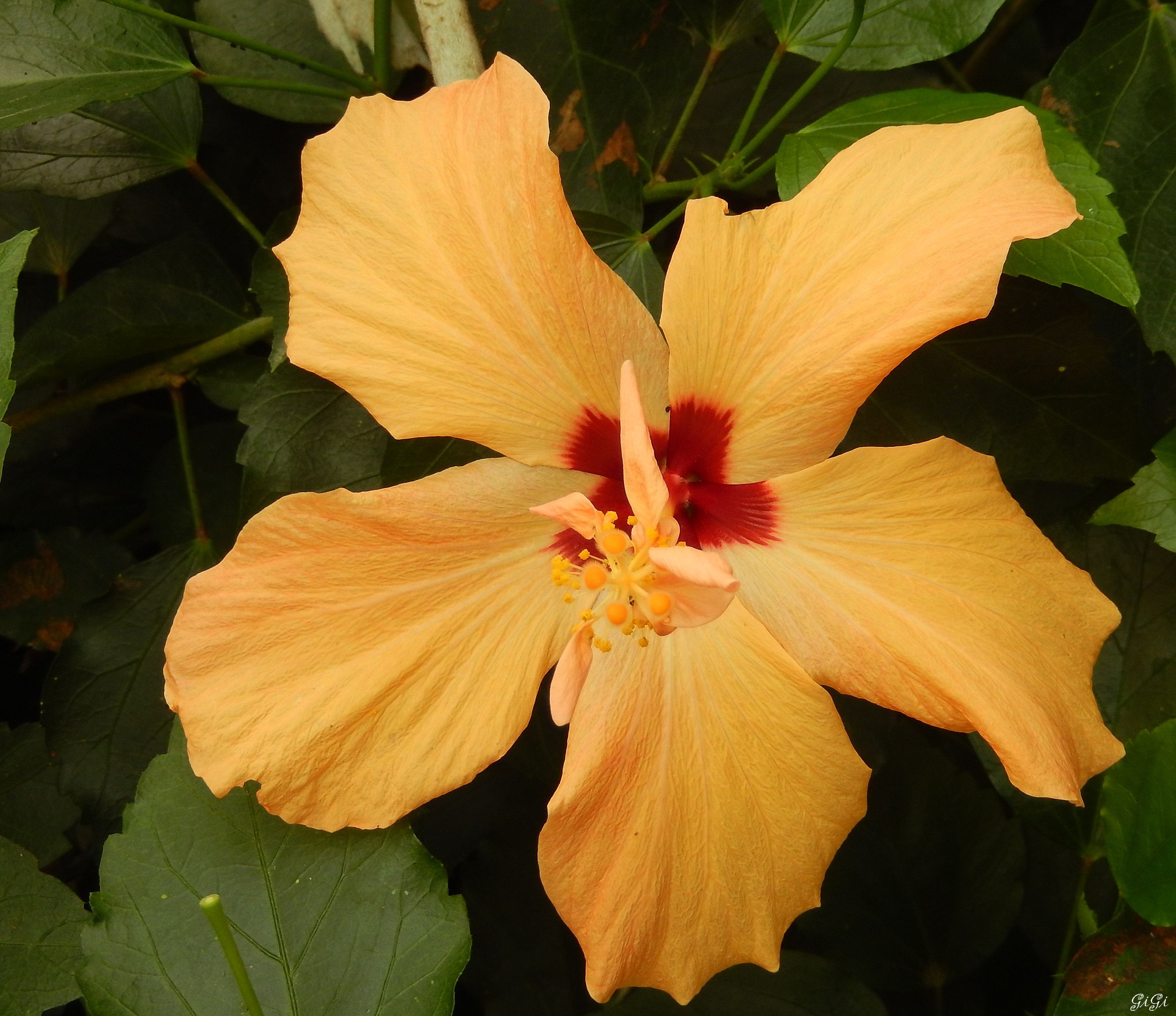 Wallpapers Nature Flowers Hibiscus