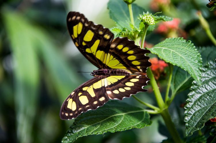 Fonds d'cran Animaux Insectes - Papillons Wallpaper N415173