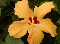  Nature Hibiscus