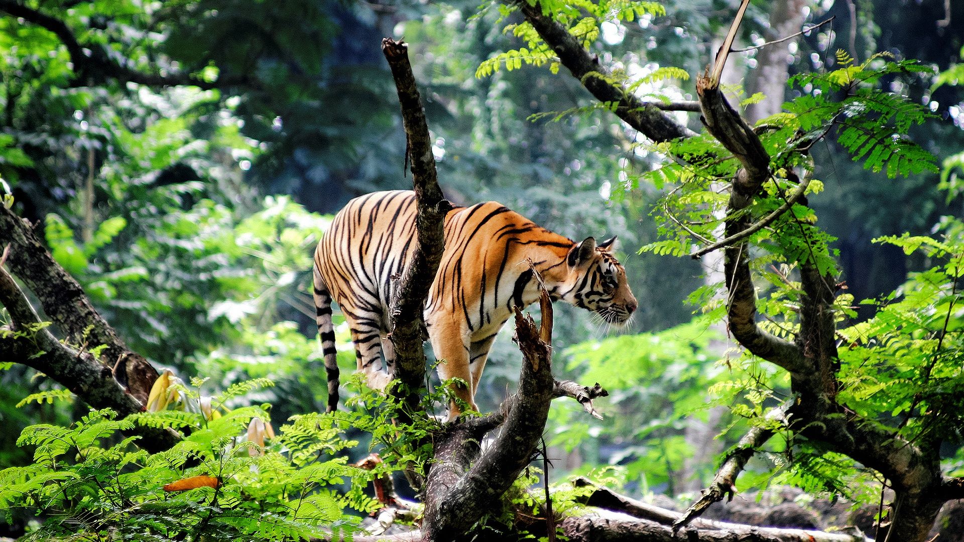 Wallpapers Animals Felines - Tigers 