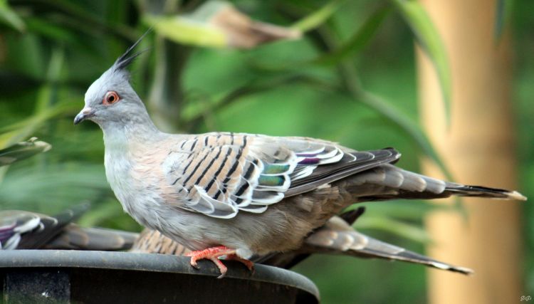 Fonds d'cran Animaux Oiseaux - Divers Volatile.