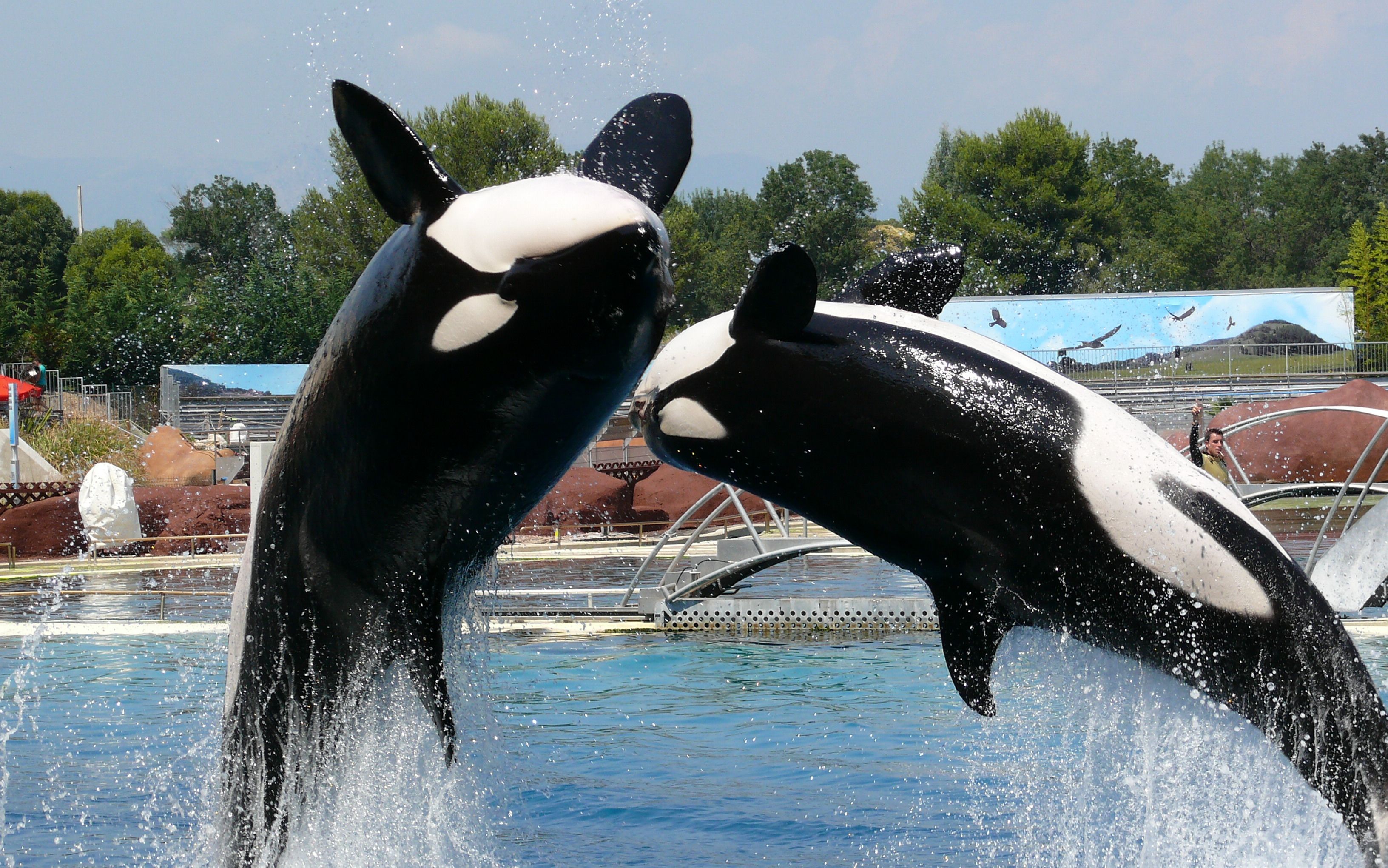 Fonds d'cran Animaux Vie marine - Orques 