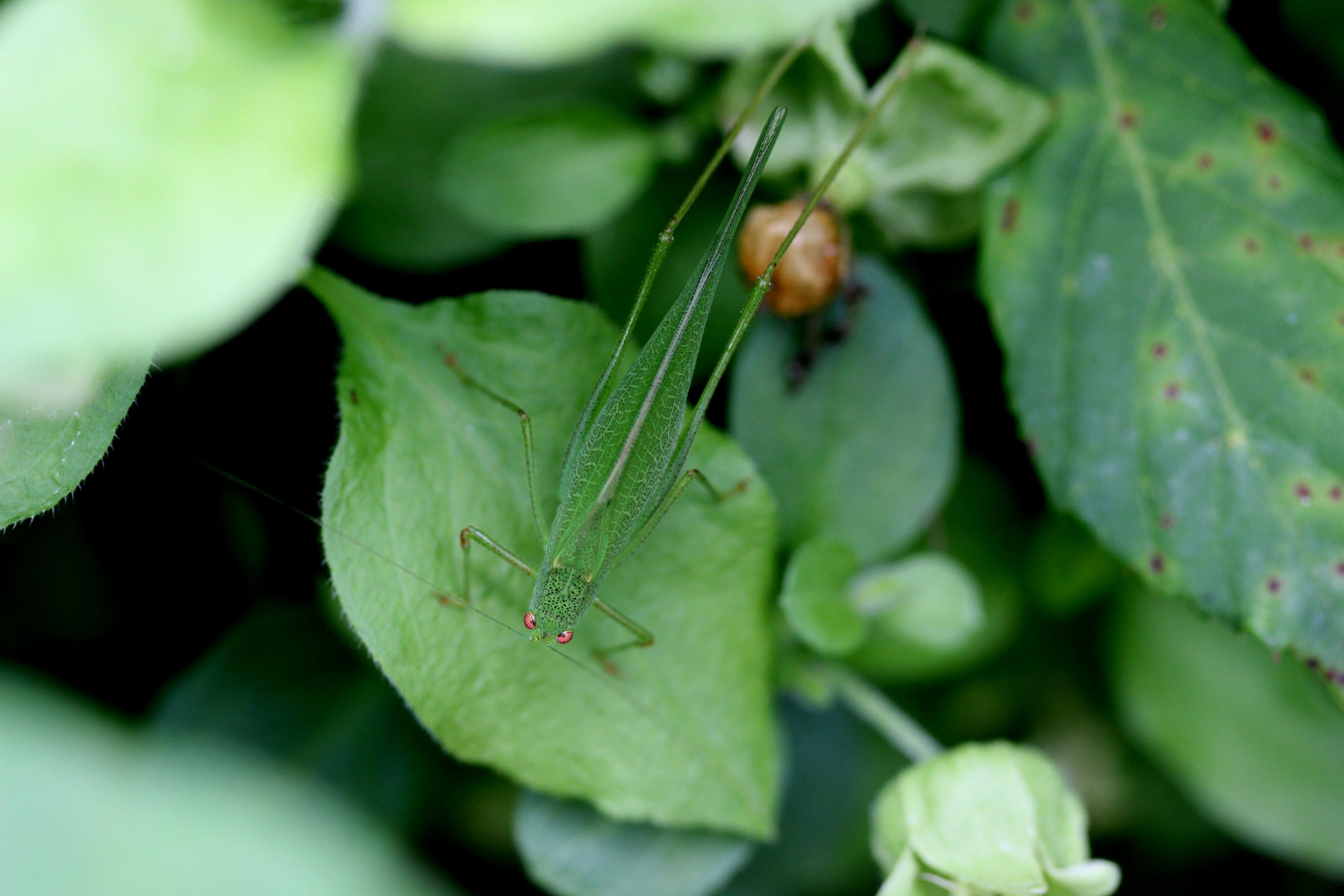 Fonds d'cran Animaux Insectes - Sauterelles et Criquets Opération camouflage