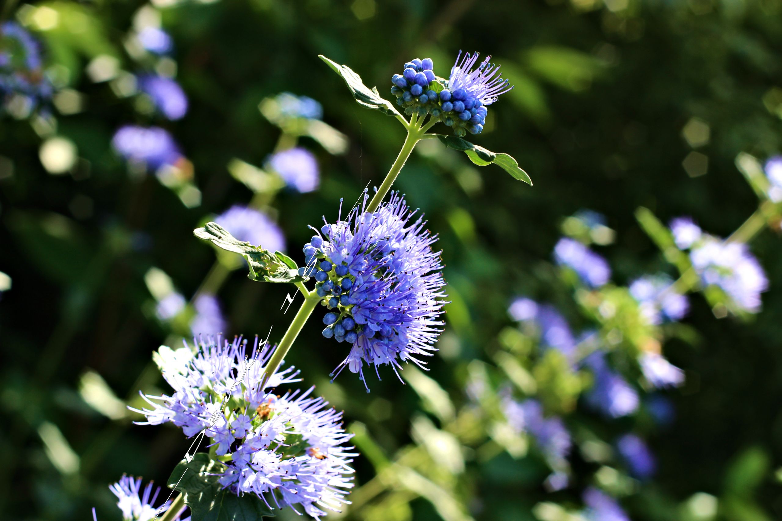 Fonds d'cran Nature Fleurs PARC BARBIEUX