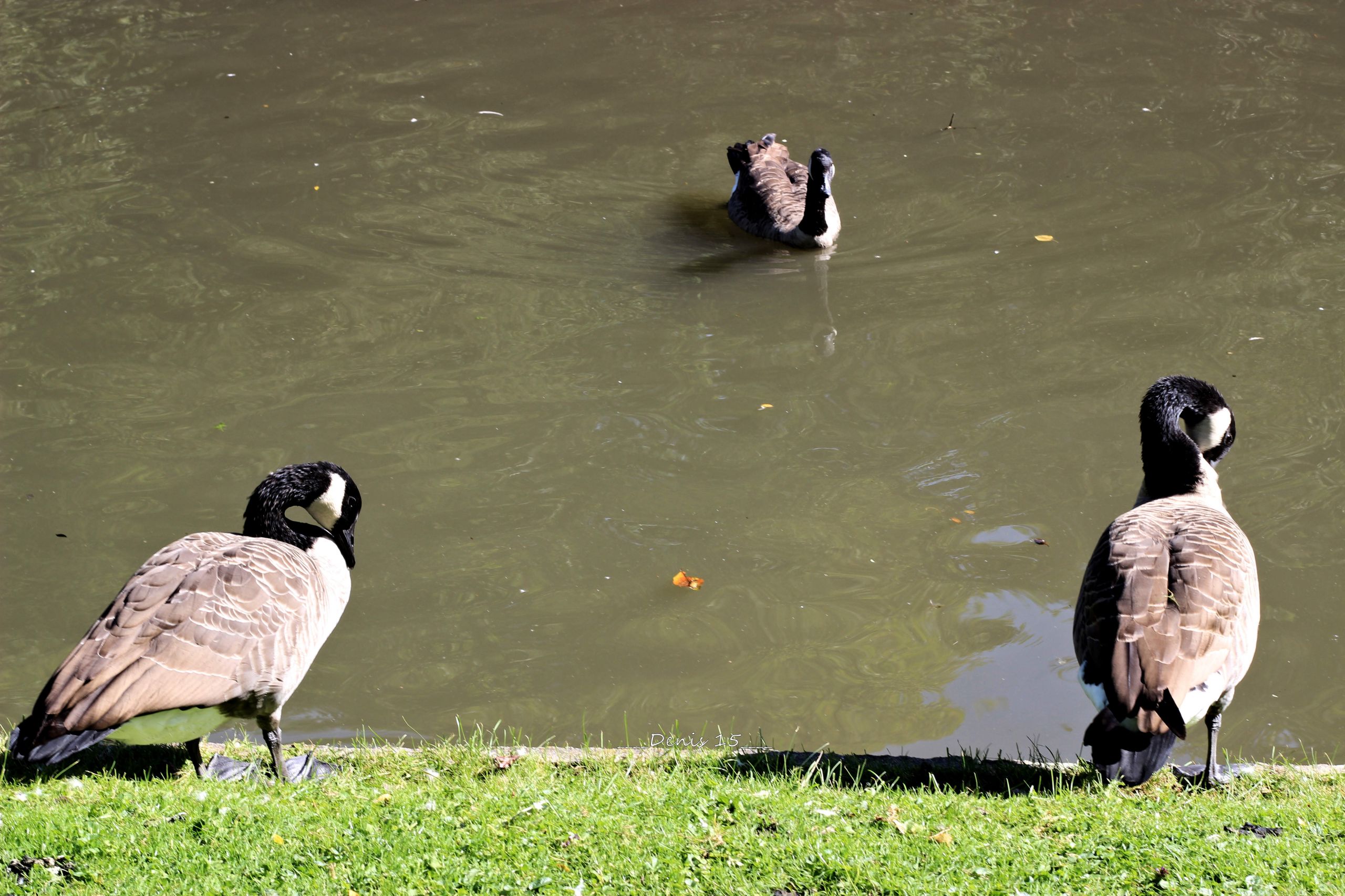 Fonds d'cran Animaux Oiseaux - Bernaches PARC BARBIEUX