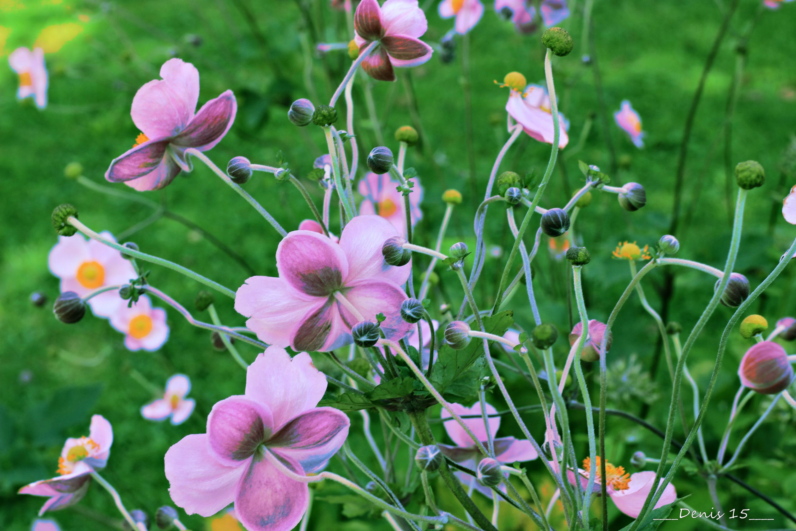 Wallpapers Nature Flowers PARC BARBIEUX