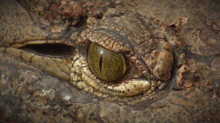 Fonds d'cran Animaux Crocodiles - Alligators - Camans Oeil pour oeil