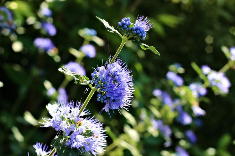 Fonds d'cran Nature Fleurs PARC BARBIEUX