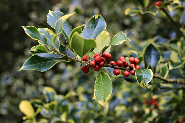 Fonds d'cran Nature Fruits PARC BARBIEUX