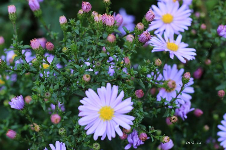 Fonds d'cran Nature Fleurs PARC BARBIEUX