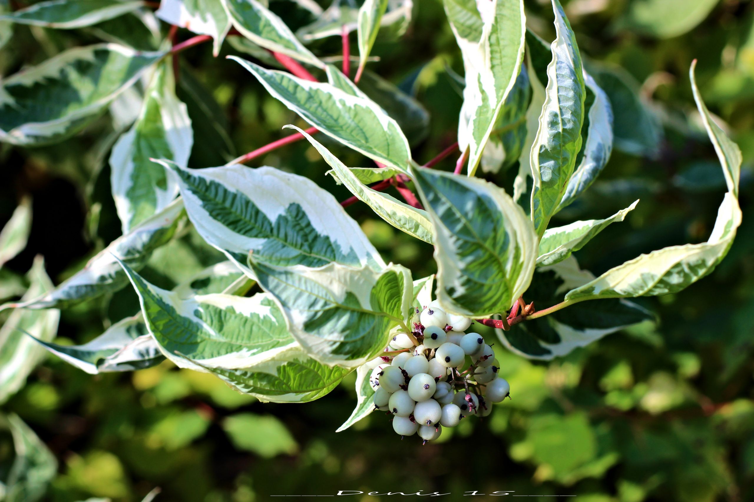 Fonds d'cran Nature Fruits PARC BARBIEUX